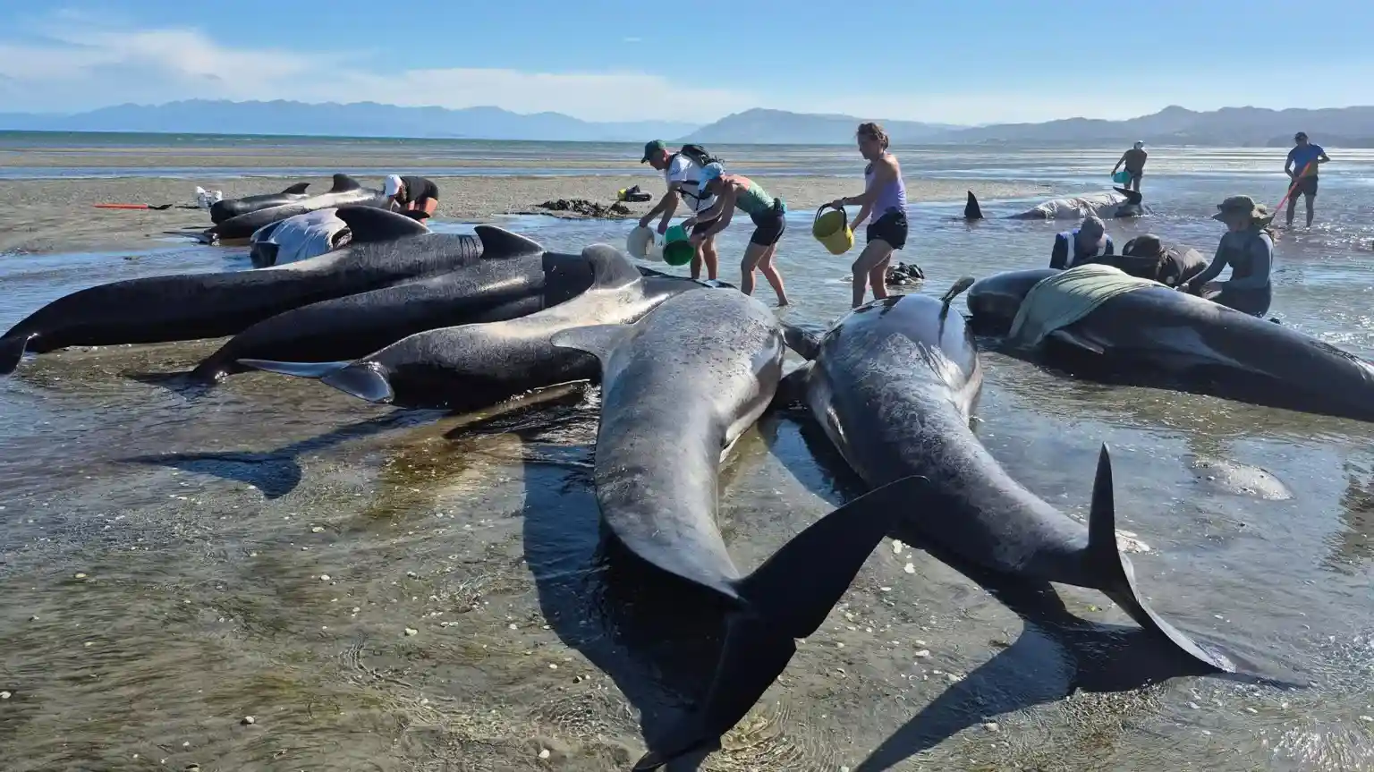 Six whales die after mass stranding on remote NZ beach