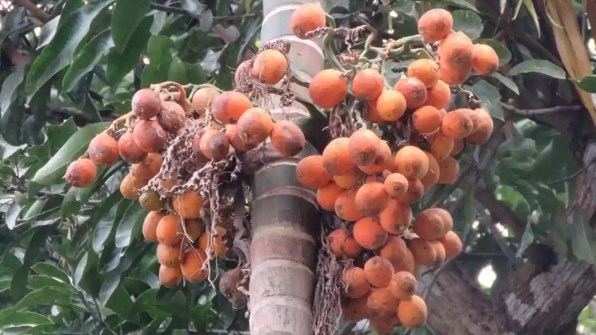 The issue begins with perception. Across many parts of the country, especially in Tier 2 and semi-metro cities, areca nut in its various forms is often viewed