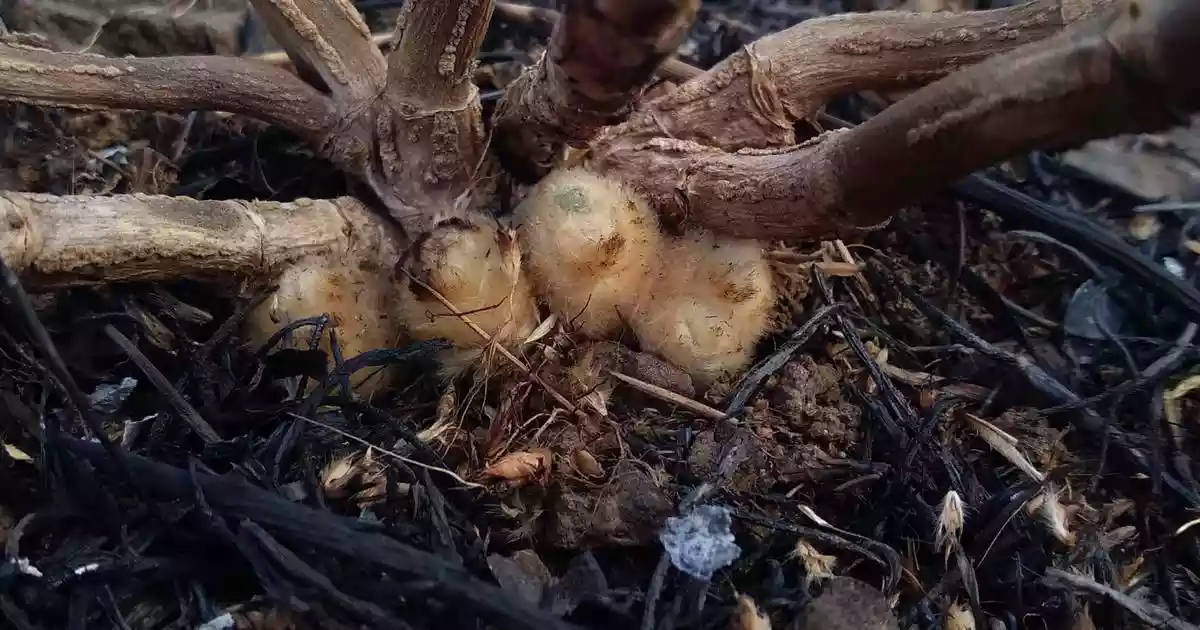 Some plants in the Western Ghats are sprouting cotton coats to protect buds