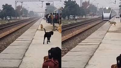Some videos keep you on the edge of your seat, and this is one of them. A heart-stopping clip circulating online shows a dog performing a stunt that looks straight out of an action movie. What happens next is truly jaw-dropping. The video shared on X with the text “Dogesh bhai ki speed