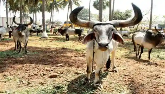 South India’s 200-Year-Old Largest Cattle Market – Can You Guess Its Location