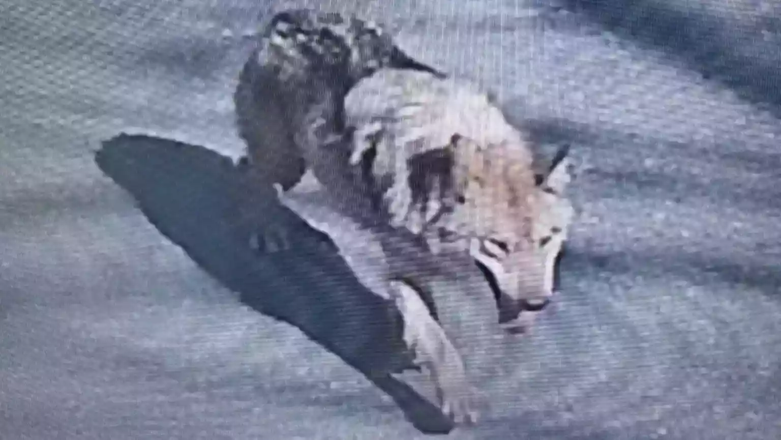 South Korean authorities have deployed heat-seeking cameras and drones in a widening search for a runaway wolf that has been on the loose for three days after