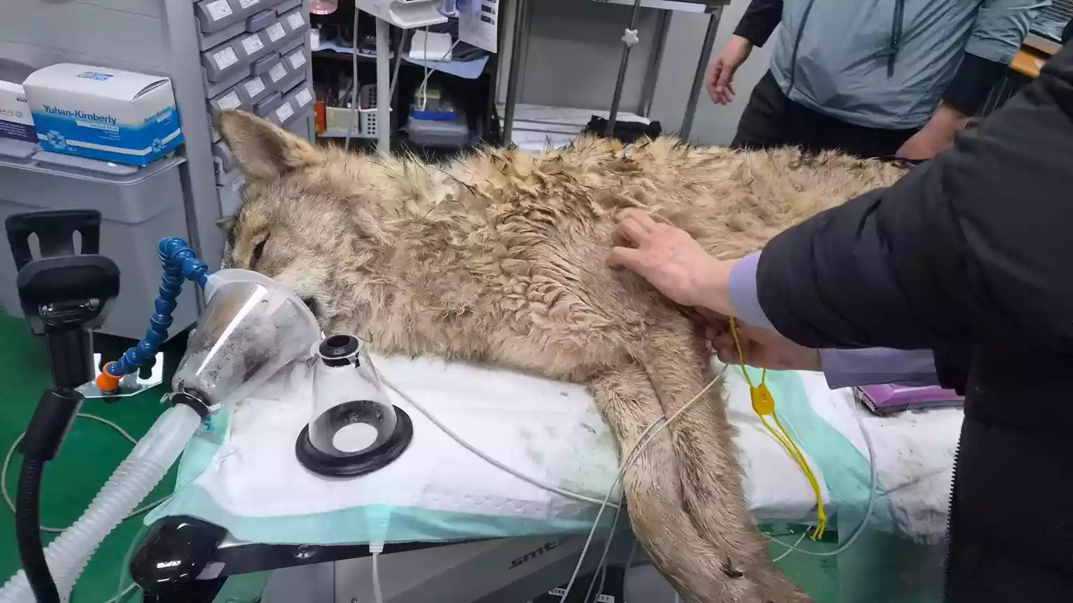 South Korea's runaway wolf finally captured after nine-day search