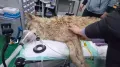 Neukgu, the two-year-old wolf who broke loose from a South Korean zoo and captured the nation's attention, has finally been captured following a nine-day long
