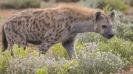 Among people, it is common knowledge that privilege is often inherited. But according to new findings, hyenas also inherit resources and status