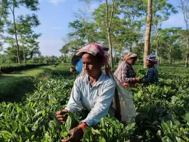 Strait of Hormuz tensions threaten 41% of India's tea exports