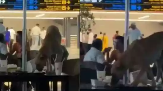 <h4>Stray dog at Hyderabad airport lounge seen eating leftovers, sparks hygiene debate</h4><h4>A stray dog spotted at Rajiv Gandhi