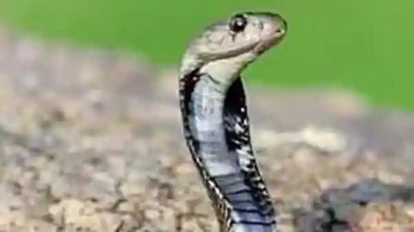 <strong>Chaibasa: </strong>A jawan of the CoBRA battalion died of snakebite during an anti-naxal operation in Jharkhand's West Singhbhum district, a statement by the state police headquarters said on Wednesday. The victim was identified as Sandeep Kumar of 209 CoBRA battalion.