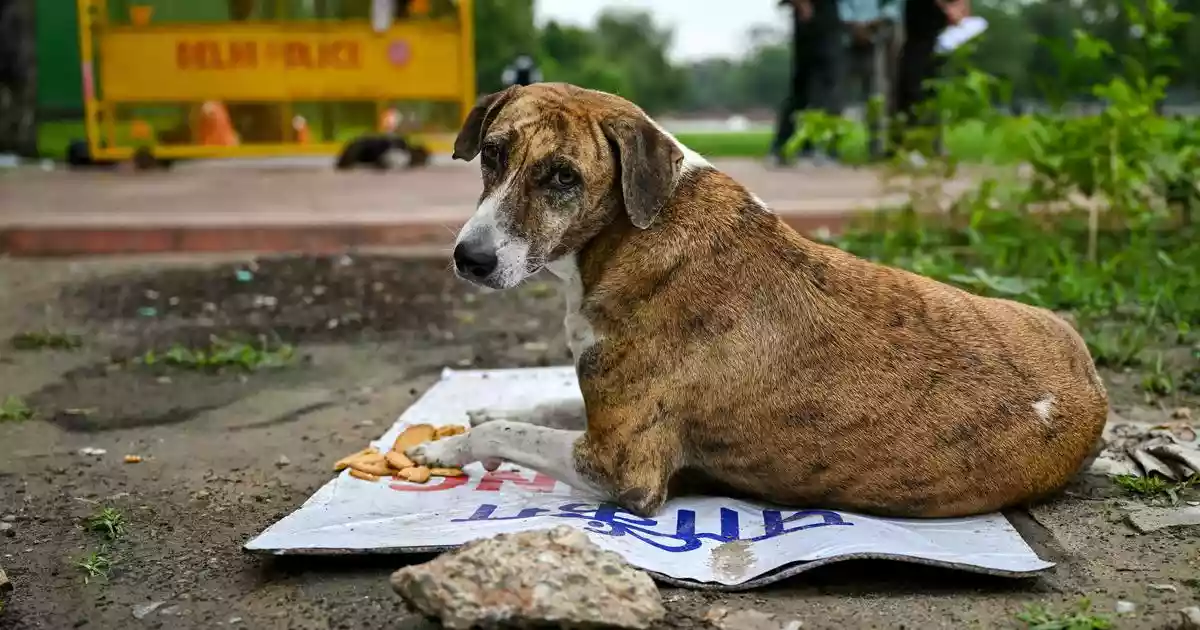 The Supreme Court on Wednesday expressed dissatisfaction with the measures taken by several states to control the stray dog population
