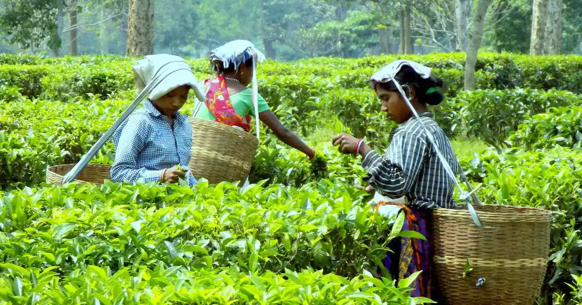 Tea garden work records to be held as valid ID proof for SIR in north Bengal