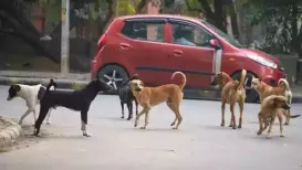 The Bharatiya Janata Party (BJP)-led Delhi dispensation dismissed claims that school teachers have been deployed to count stray dogs in the national capital