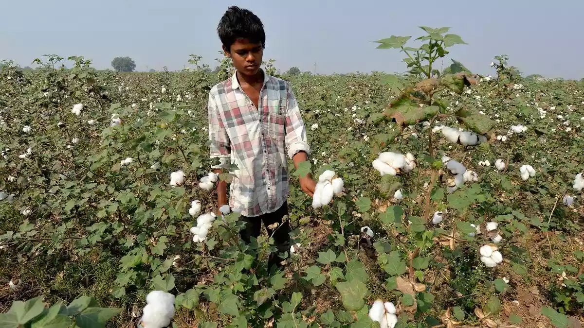 Textile industry calls for removal of import duty on cotton