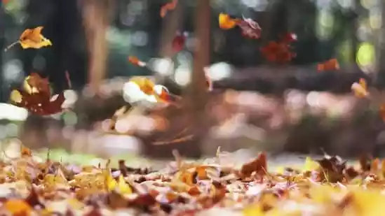 Thanksgiving is among the busiest travel holidays in the United States. According to AAA's 2025 holiday forecast, 82 million Americans are planning to take