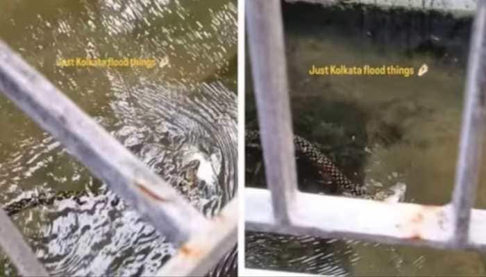 The bizarre video of a Checkered Keelback snake swimming with a fish in its mouth during severe Kolkata floods goes viral. In the midst of intense waterlogging and pandemonium at various parts of Kolkata, a strange clip of a snake swimming in a residential area flooded by water with a fish tightly caught in its mouth grabbed the attention of the internet community, eliciting an avalanche of smart, culture-related one-liners.