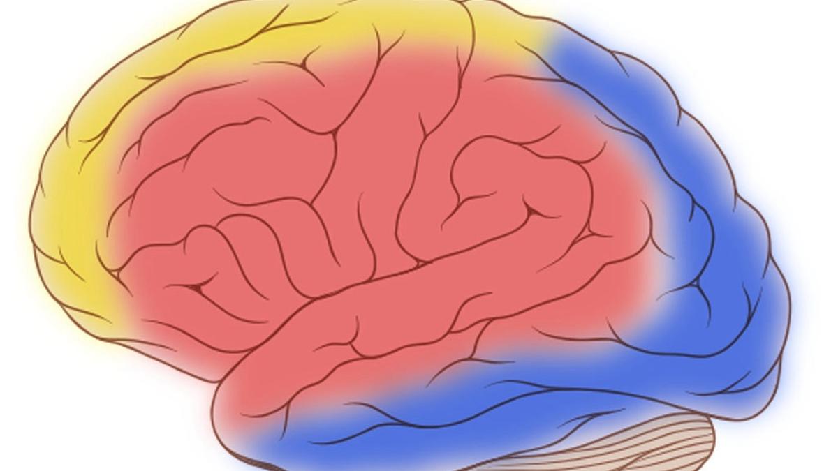 The brain is a guzzler, burning through about a fifth of our resting energy and keeping almost nothing in reserve. When a few thousand neurons suddenly burst into activity — e.g. when you spot a familiar face in the crowd — the fuel has to arrive immediately. Blood vessels open wide to let it in but they can't rob neighbouring regions to pay for the rush. The whole supply network must pitch in, and here lies the mystery: even the most distant arteries seem to respond almost instantly.
