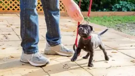 The first night a new puppy comes home usually sounds the same across apartments. Confused crying from a corner, anxious pacing from humans