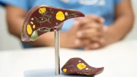 The liver is one of the body's most hardworking organs constantly filtering toxins, metabolising nutrients, and storing energy to keep us functioning at our