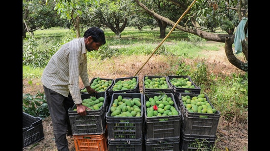 The horticulture department had estimated the production even higher than 26,000 MT this year, but due to hailstorms and gusty winds, some crop losses were reported in some areas last month Despite hailstorms and gusty winds last month affecting the crop in some pockets, Kangra’s mango produce this time is expected to be higher than that of previous year. According to estimates from the horticulture department, mango production is expected to be more than 25,000 metric tonnes (MT) this year, up from last year’s 22,000 MT. In 2023, the production was only 16,800 MT when adverse weather had impacted the crop.