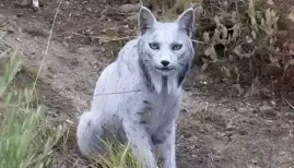 In a breathtaking discovery, a photographer in Spain captured what's believed to be the world's first-ever white Iberian lynx, leaving the internet mesmerized