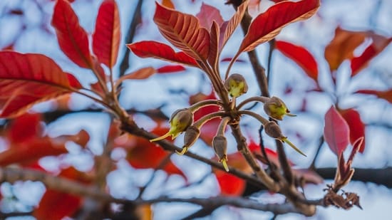 THE little brown nubs look like earwax-coloured pencil erasers. Anyone curious enough to try one would find it tastes a bit like a date. They are flowers of the mahua tree, indigenous to India. When distilled, they produce a strong liquor reminiscent of grappa or unaged whisky: floral and mildly sweet, with hints of apple and berry, and a long, clean finish. The spirit may be coming soon to a bar near you.