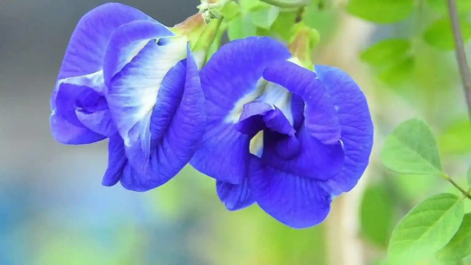 The 'magical' blue flower changing farmers' fortunes in India