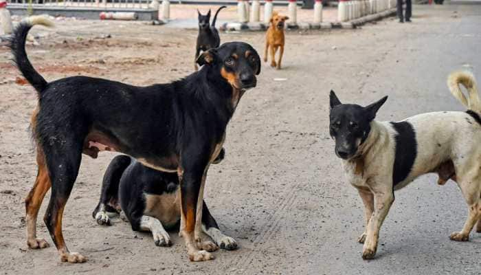 The Municipal Corporation of Delhi (MCD) has directed NGOs and zonal officials to capture stray dogs from vulnerable areas and house them in 20 Animal Birth Control (ABC) centers. However, NGOs managing these units have raised concerns over the feasibility of implementing the directive.