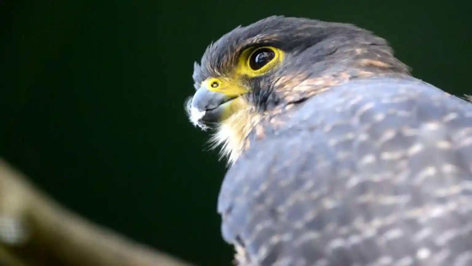 The New Zealand falcon has been crowned the winner of the country's annual Bird of the Year competition, taking 21% of the valid votes. The high-speed hunter, which goes by the Māori name the kārearea, is capable of reaching 200km/h in a dive, making them adept at hunting in the dense New Zealand forests. They are also at risk, with just 5,000 to 8,000 of them left.