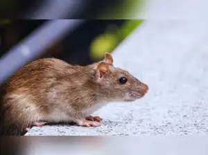 The NHRC has taken cognizance of a grave incident at Indore's MY Hospital, where a newborn's death and injuries to others were allegedly caused by rat attacks. Notices have been issued to Madhya Pradesh's health secretary and Indore's district magistrate, demanding an inquiry and an action-taken report within 10 days.