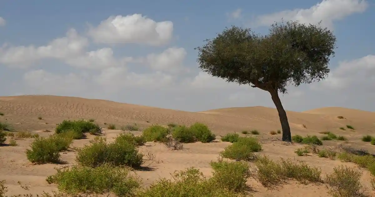The onion crop on 60-year-old Tiloka Ram Godara's 80-bigha field ripens in May. There are four-five khejri (Prosopis cineraria) trees growing in the field located near Osian tehsil in Rajasthan's Jodhpur district. Since the pods (wet or green sangri) on them have grown thick, they have been left for the cattle.