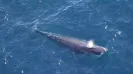 One of the world’s rarest whales lives in the Gulf of Mexico, where the Trump administration wants to expand oil and gas drilling that scientists fear could
