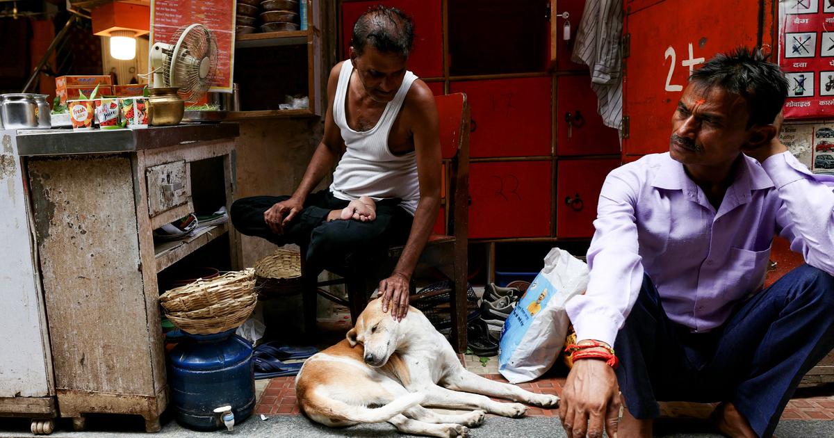 The recent Supreme Court judgement directing municipal authorities to remove stray dogs from the streets of the Delhi National Capital Region has now been modified. A three-judge bench has now ruled that municipal authorities must release dogs back into their original territories after they are sterilised, dewormed and immunised. The only exceptions are rabid or aggressive dogs.