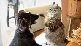 One of my closest friends lives with a dog, a cat and a rabbit. Multi-species homes are becoming increasingly common. Making them work is about planning