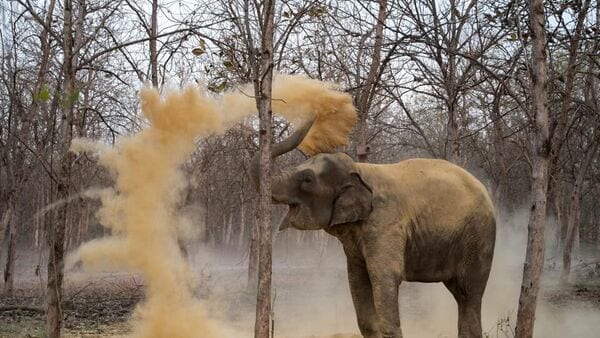 The Special Investigation Team (SIT) appointed by the Supreme Court of India to look into Reliance Foundation-run Vantara has given the wildlife rescue and rehabilitation centre a “clean chit”, according to a PTI report. Taking the SIT's report on record, a bench of SC Judges, Justice Pankaj Mithal and Justice PB Varale noted that authorities stated Vantara had satisfied compliance requirements and met regulatory measures, it added.