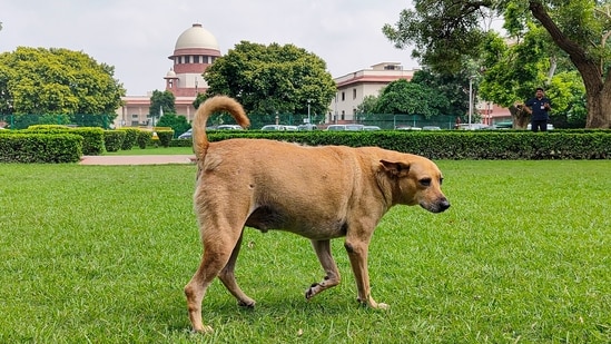 The Supreme Court on Friday said that its previous order prohibiting the release of treated and vaccinated dogs in Delhi appears to be “too harsh”. The court made the observation as it modified its earlier August 11 order regarding the management of stray dogs in Delhi and NCR (National Capital Region), directing that the animals will be released back into the same area after sterilisation and immunisation, except those suffering from rabies or displaying aggressive behaviour.