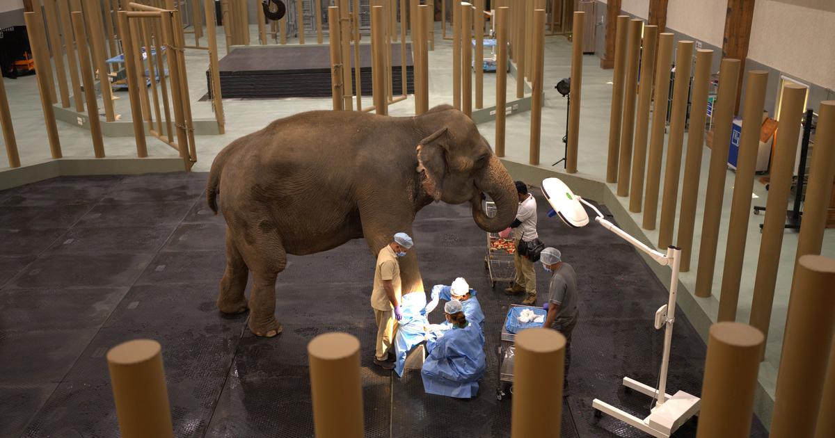 The Supreme Court on Monday constituted a Special Investigation Team to look into the functioning of Vantara, the animal rescue centre run by Reliance Foundation in Gujarat's Jamnagar, Live Law reported. The SIT will investigate whether the centre complies with the 1972 Wildlife Protection Act and zoo rules, and statutes governing the acquisition of animals from India and abroad, particularly elephants.