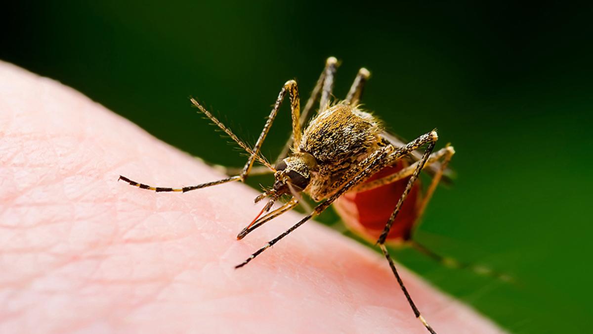 The U.S. Centres for Disease Control and Prevention (CDC) calls mosquitoes the “world's deadliest animals”. They have good reason. Small, annoying but dangerous: this disease-carrying insect helps kill more than a million people in the world every year.