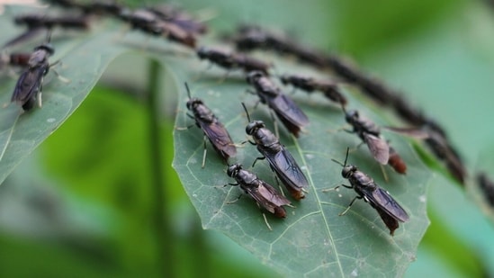 The USDA expects a new screwworm fly factory to be up and running in southern Mexico by July 2026. The US government is preparing to breed billions of flies and dump them out of aeroplanes over Mexico and southern Texas to fight a flesh-eating maggot.
