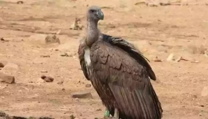 The Vulture Who Flew 15