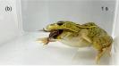 <h4>These frogs eat giant hornets and survive: Scientists investigate their sting resistance</h4><h4>A pond frog in Japan hunts and eats