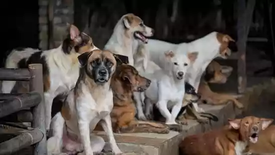 Thinking of adopting a stray dog in India