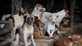 Millions of stray dogs roam around in the streets across India, with many of them in search of care and a safe home. Adopting a stray dog is a compassionate