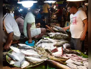 This monsoon season, Bharuch, Gujarat, has emerged as India's hilsa hub, yielding a record 4,000 tonnes, compensating for scarce imports from Bangladesh and diminished local catches in West Bengal. Kolkata serves as the primary distribution point for Bharuch hilsa, often mislabeled as Bengal's, before reaching other major Indian cities.