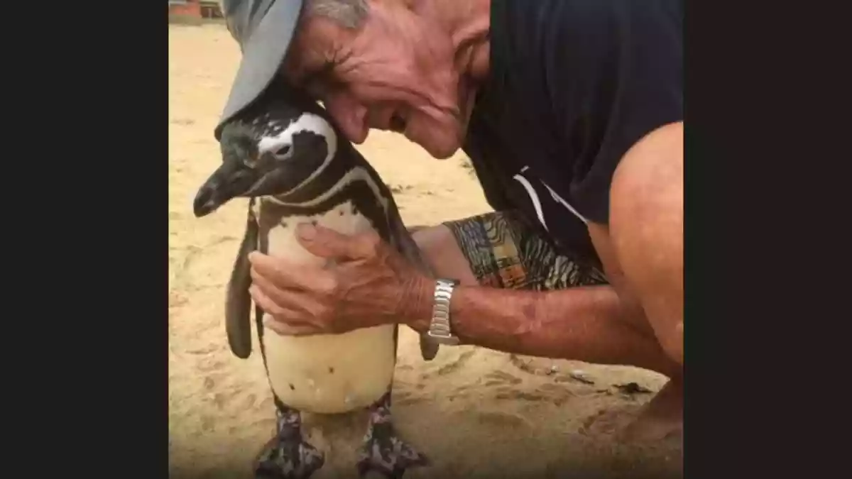 Dindim, a wild Magellanic penguin, gained international recognition as a bird who visited the Brazilian man who rescued it from oil