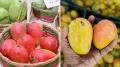 A mango from Odisha is drawing attention online after people shared the little-known story behind its colonial-era roots and unique connection to