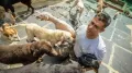 Not far from Bengaluru, on a sprawling farm filled with barking, running and tail-wagging dogs, lives a man many people across India now know as the “Dog