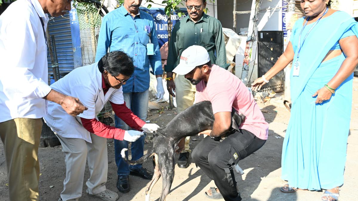Though the number of presumptive cases of human rabies has come down from 4,885 in 2022 to 1,079 in 2024, the number of rabies deaths has increased manifold to 180 in 2024 from 22 in 2022, the Animal Husbandry Ministry informed the Lok Sabha on Tuesday (August 5, 2025).