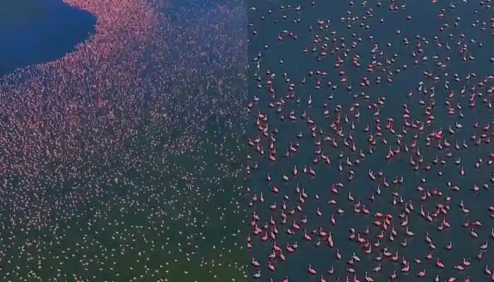 Thousands Of Flamingos Turn Rajasthan’s Sambhar Lake In Shades Of Pink