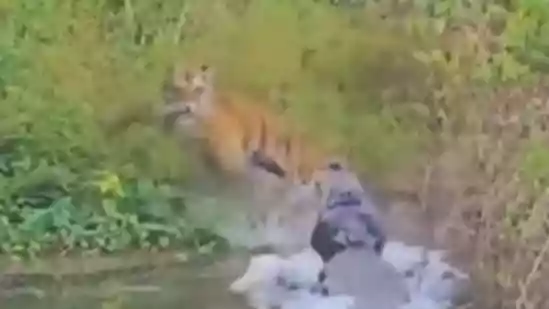 A tiger from the Dhikala Zone of Jim Corbett Tiger Reserve narrowly escaped a crocodile attack near the Ramganga River in Uttar Pradesh