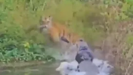A tiger from the Dhikala Zone of Jim Corbett Tiger Reserve narrowly escaped a crocodile attack near the Ramganga River in Uttar Pradesh