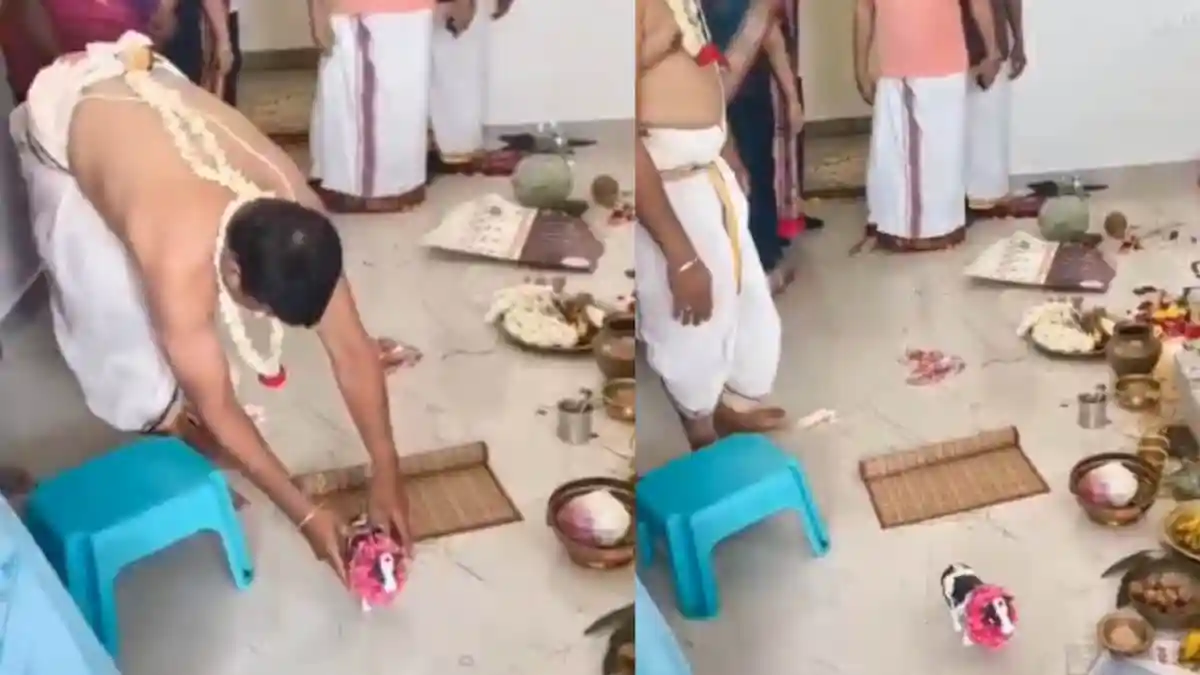 Toy Cow Replaces ‘Gau Mata’ At Desi Family’s Griha Pravesh Ritual
